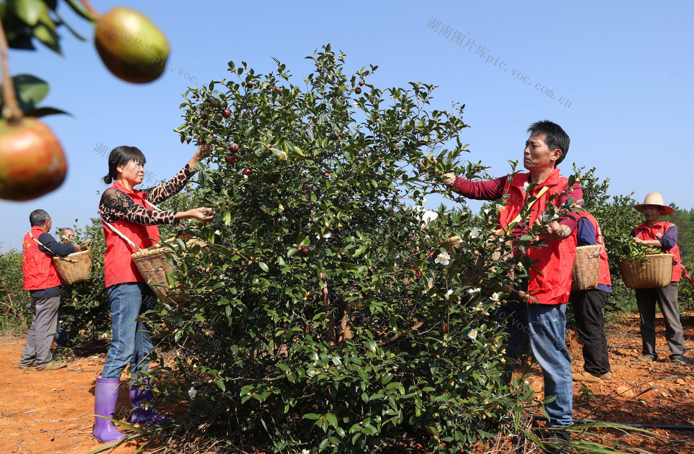 油茶 采收 乡村振兴