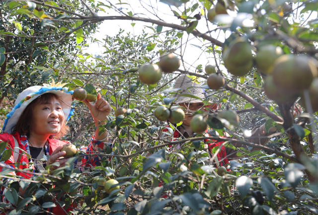 油茶 采收 乡村振兴
