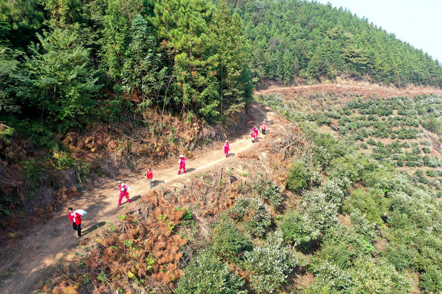 油茶 基地  丰收  产业  致富  增收  乡村振兴