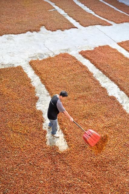 产业  黄栀子  乡村振兴  医药  药材  花  观赏