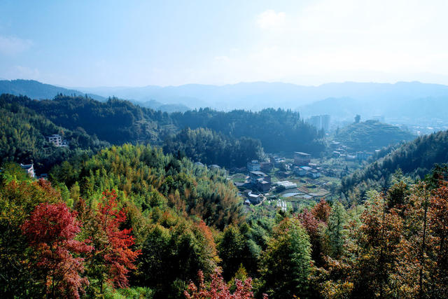 湖南桂东 枫香 红 林 凤凰山 火 画