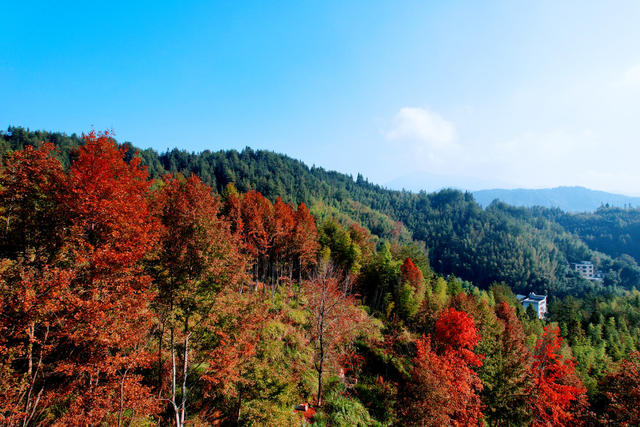 湖南桂东 枫香 红 林 凤凰山 火 画