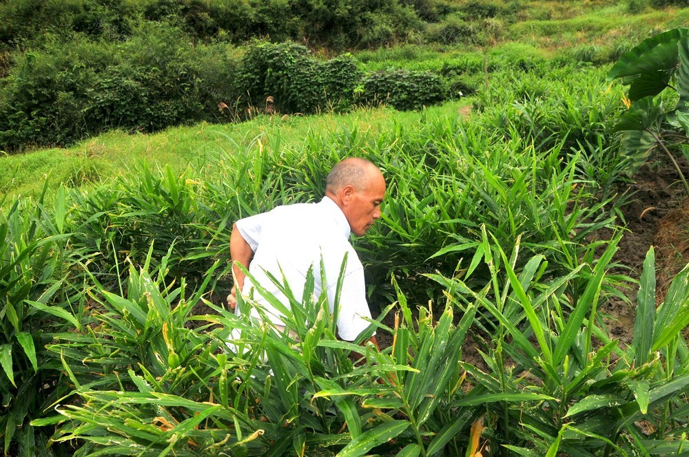 管护  生姜  增收