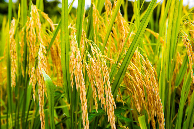 农村  农业  农田  梯田  丰收  怀化会同  雪峰村