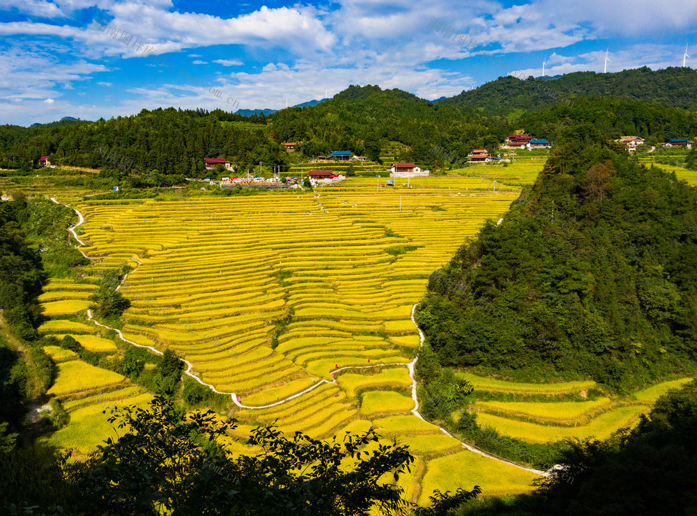 农村  农田  丰收   侗族   怀化芷江