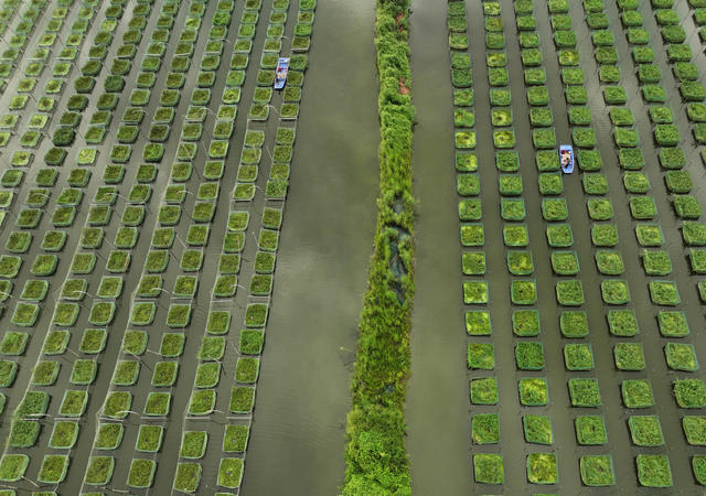 特色 养殖 鳝鱼 