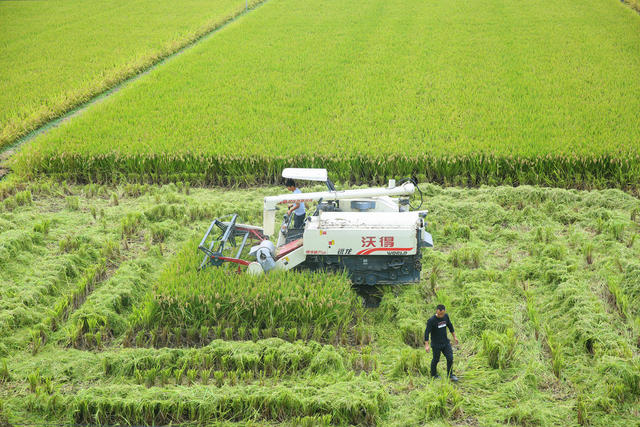 超级稻 测产 验收 丰收 农业