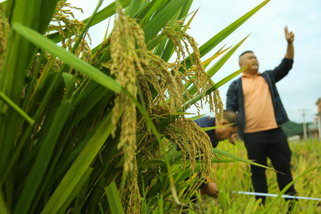 超级稻 测产 验收 丰收 农业