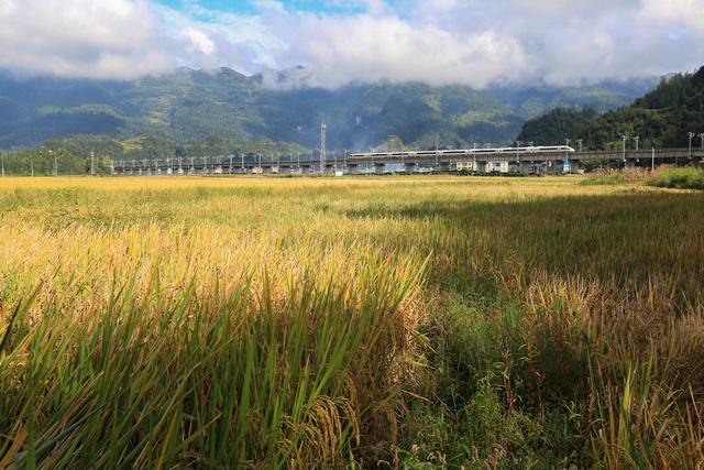 金秋 大地 远山 云雾 稻穗 列车 美丽如画