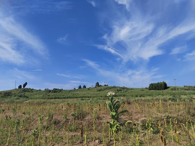 蓝天、白云、新田、永州