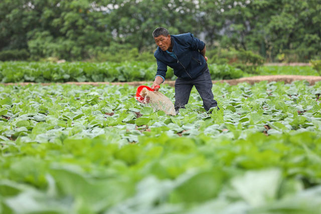 寒露 农事 浇水 移栽蔬菜苗 培育油菜苗