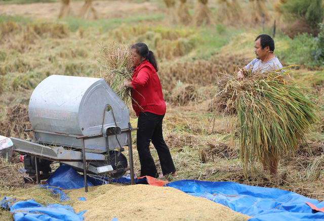 寒露 农事 水稻 收割