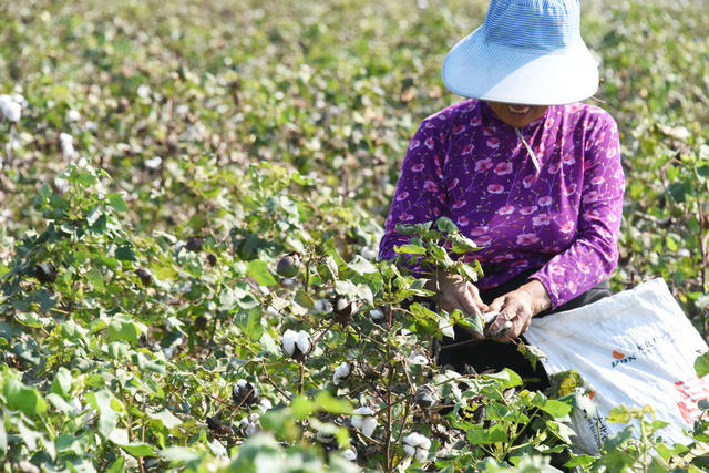 湖区  农业生产  经济作物  棉花  采摘高峰期   劳动力  丰产丰收
