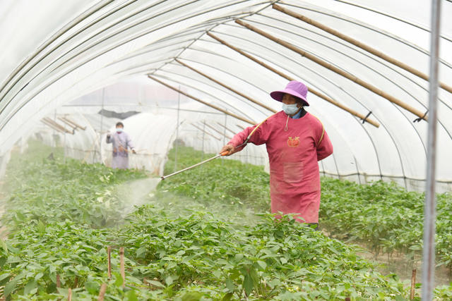 二十四节气  寒露  大棚辣椒  病害预防  药物防治