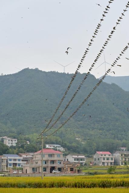 寒露  燕子  气候  生态  候鸟  乡村