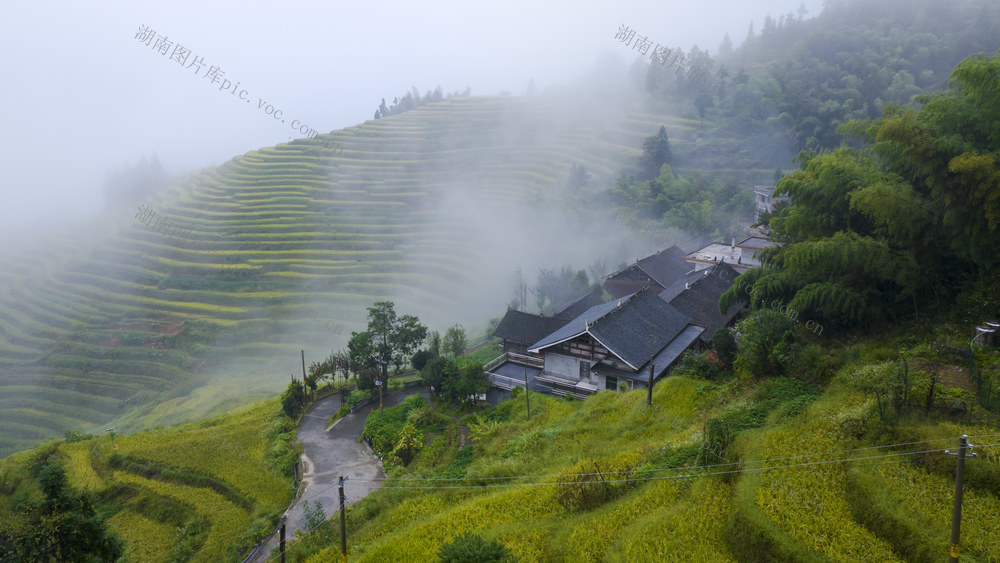 紫鹊界 紫鹊界梯田 梯田 风景 乡村美景 