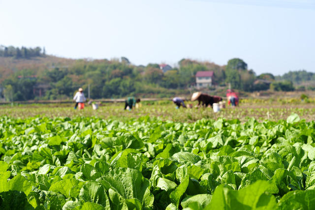 农事忙 芥菜 订单种植 增收致富