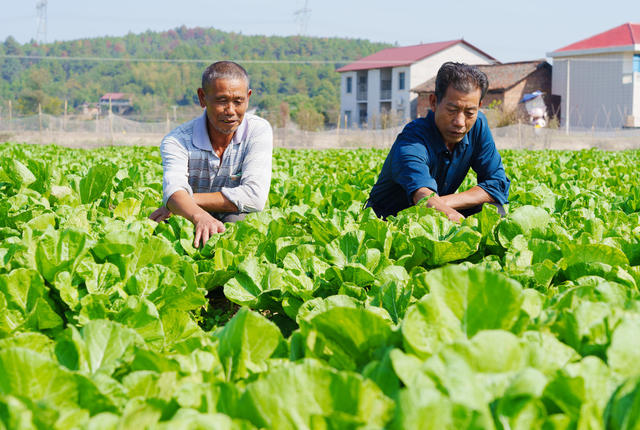 农事忙 芥菜 订单种植 增收致富