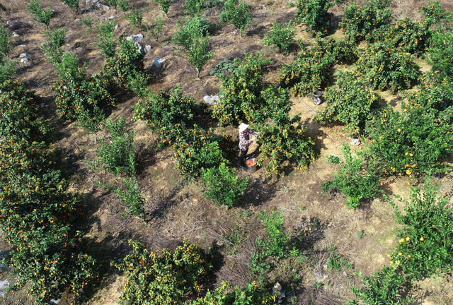 柑橘  乡村振兴  产业发展  农民增收  就业  合作社  经济发展   基地  水库资源