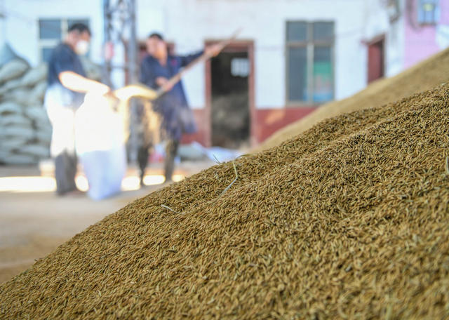 农村 农民 晚稻 进度 收获