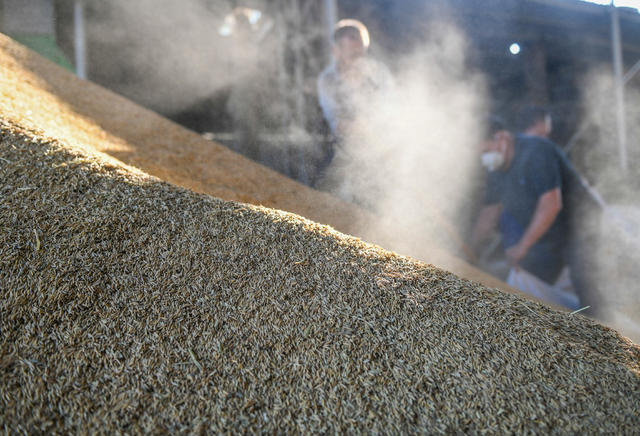 农村 农民 晚稻 进度 收获