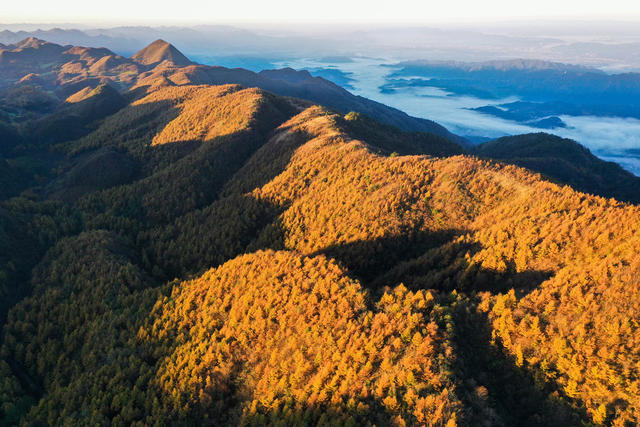 湘西，龙山，色彩，秋色，林场，落叶松，景色