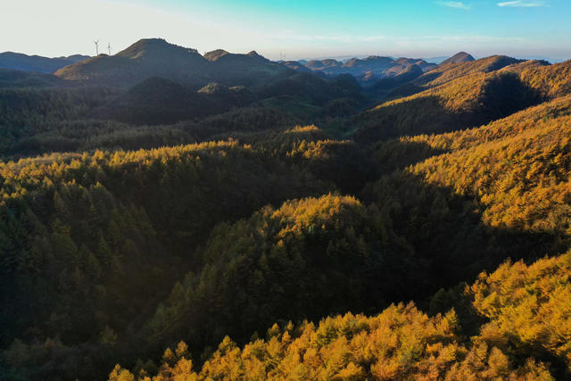 湘西，龙山，色彩，秋色，林场，落叶松，景色