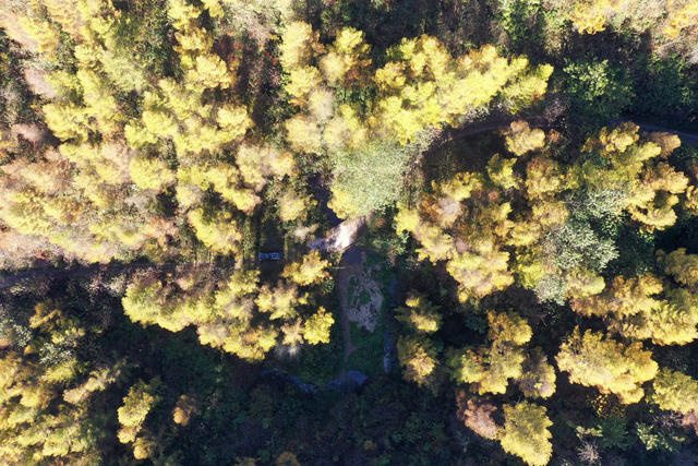 湘西，龙山，色彩，秋色，林场，落叶松，景色