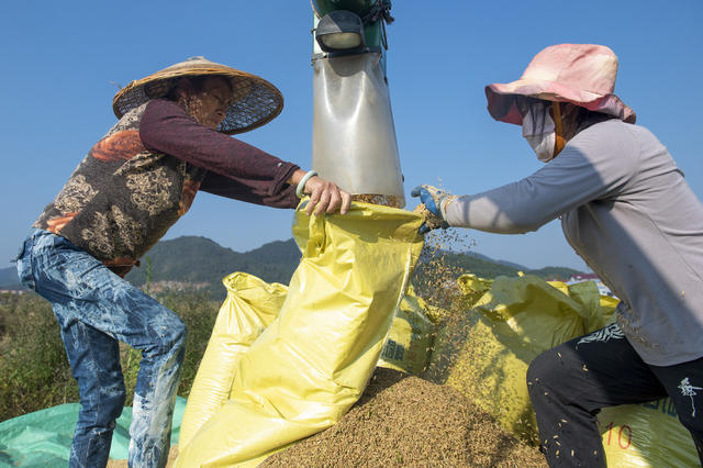 秋收 晚稻 村民 打包装车 娄底