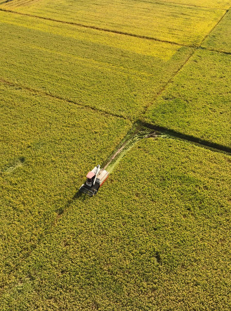 晚稻 丰收 收割 田园 风光