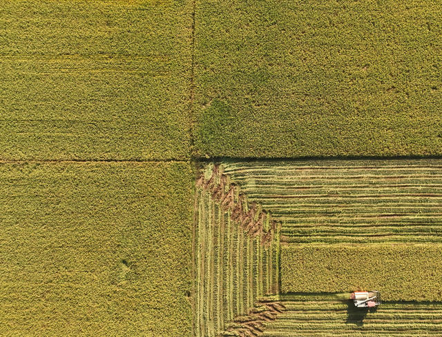 晚稻 丰收 收割 田园 风光