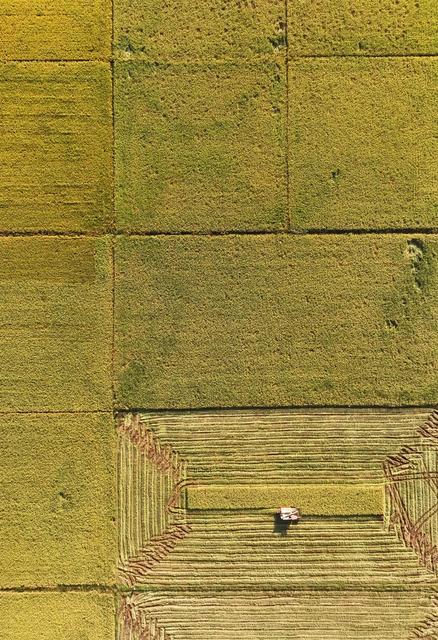 晚稻 丰收 收割 田园 风光