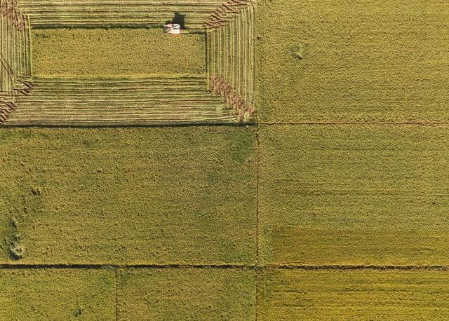 晚稻 丰收 收割 田园 风光