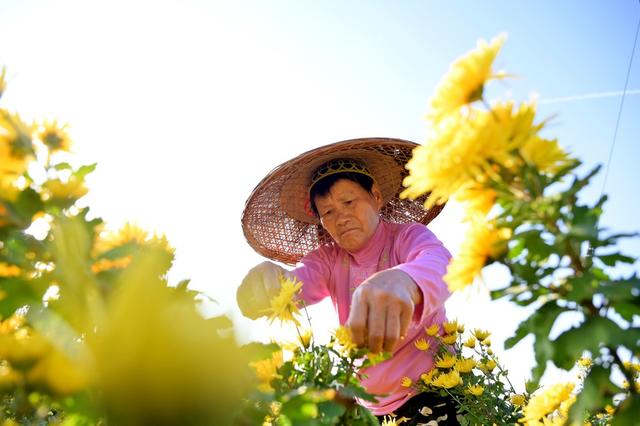 产业  菊花  加工  乡村振兴  观赏  金秋
