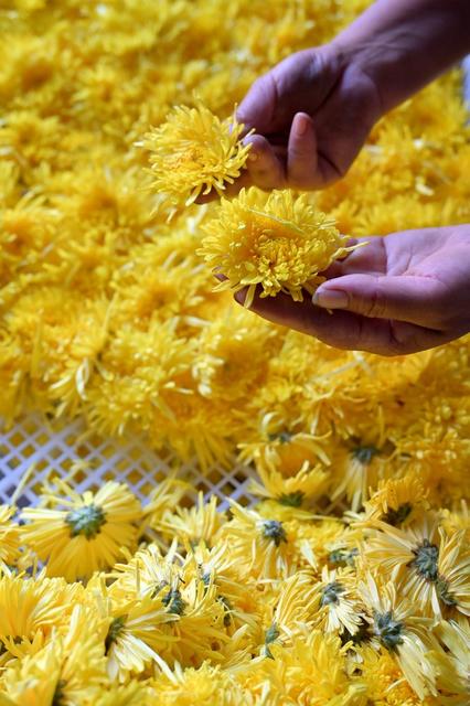 产业  菊花  加工  乡村振兴  观赏  金秋