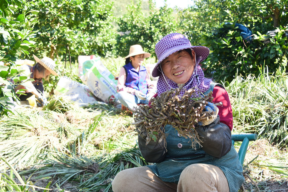 农业  山林地  中药材种植  石菖蒲  土地流转  务工增收。