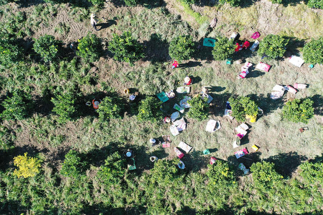 农业  山林地  中药材种植  石菖蒲  土地流转  务工增收。