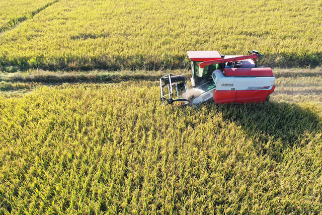农业  粮食安全  晚稻生产  种粮大户  丰收季  收割机