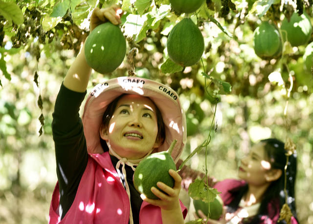 嘉禾：小瓜蒌 助增收