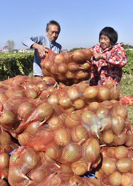 嘉禾：小瓜蒌 助增收
