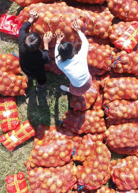 嘉禾：小瓜蒌 助增收