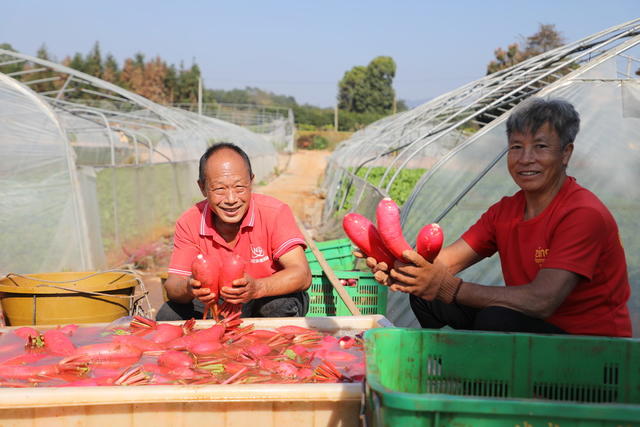 红皮萝卜 村民 增收产业