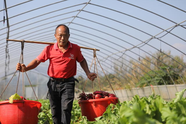 红皮萝卜 村民 增收产业