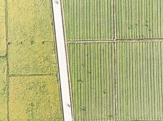 农业 农村 蔬菜  采收  菜篮子