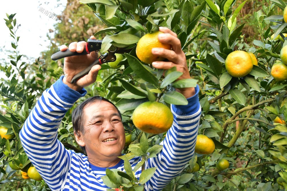  蜜橘  丰收  采摘忙