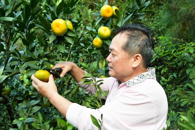  蜜橘  丰收  采摘忙
