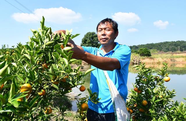  蜜橘  丰收  采摘忙