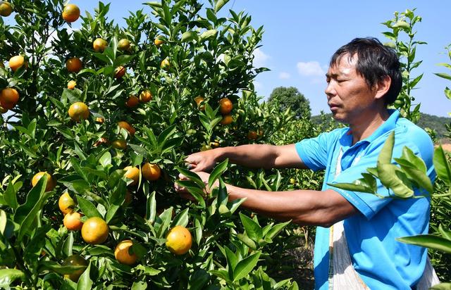  蜜橘  丰收  采摘忙