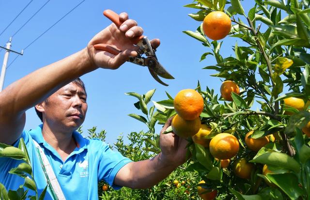  蜜橘  丰收  采摘忙