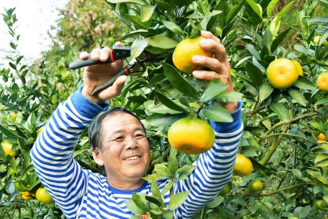  蜜橘  丰收  采摘忙